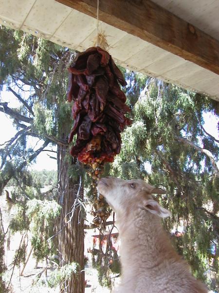 Our goats are hot!